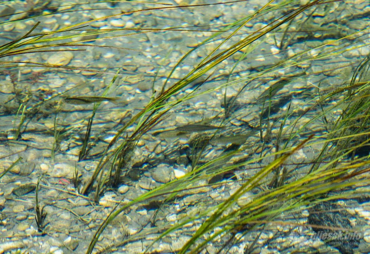 Ljeto na Bezdanu ipak nije izgubljeno