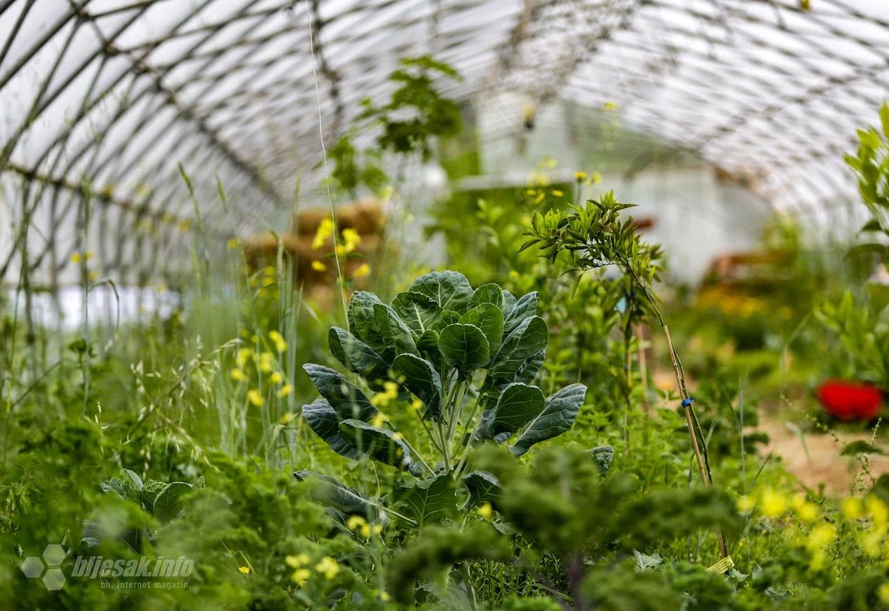 Biljke rastu zajedno, pomažući jedna drugoj