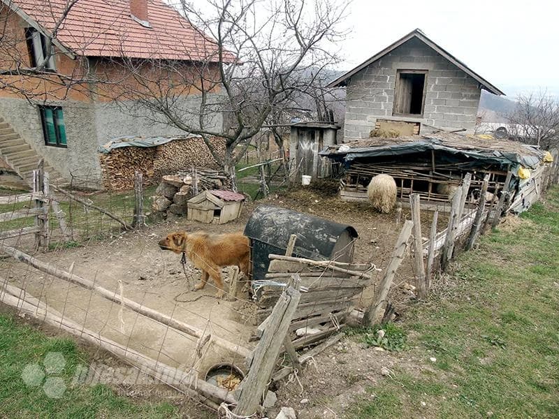 Dočekuje me samo pas