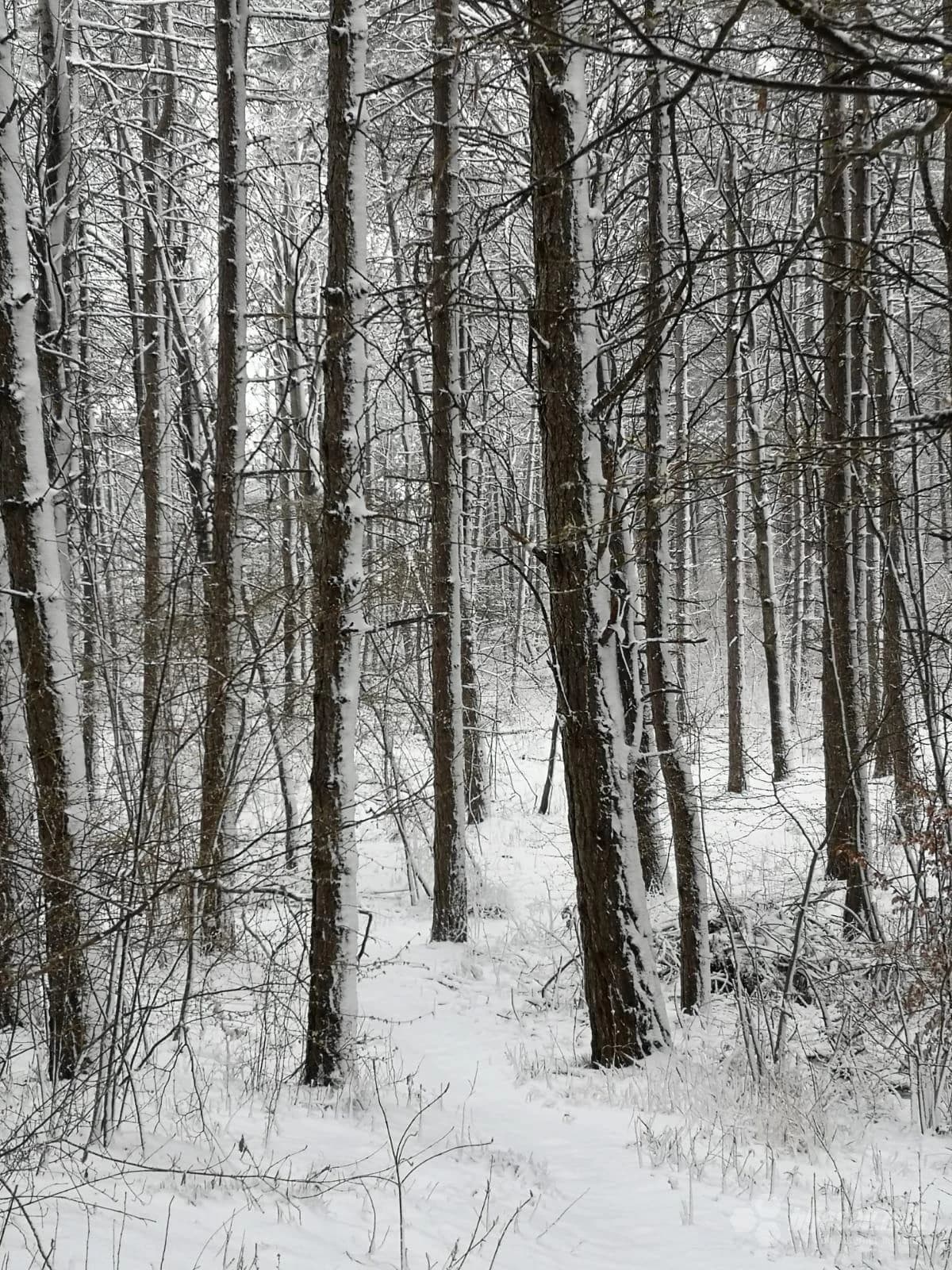 Kologaj kraj Tomislavgrada pod snijegom, 14. travnja 2020.