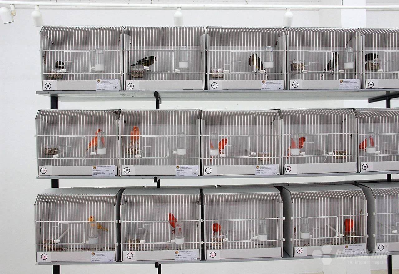 Detalj s 1. ornitološke izložbe ptica u Mostaru