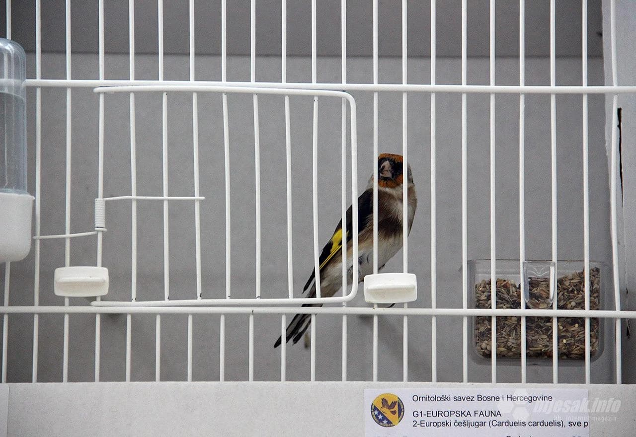 Detalj s 1. ornitološke izložbe ptica u Mostaru