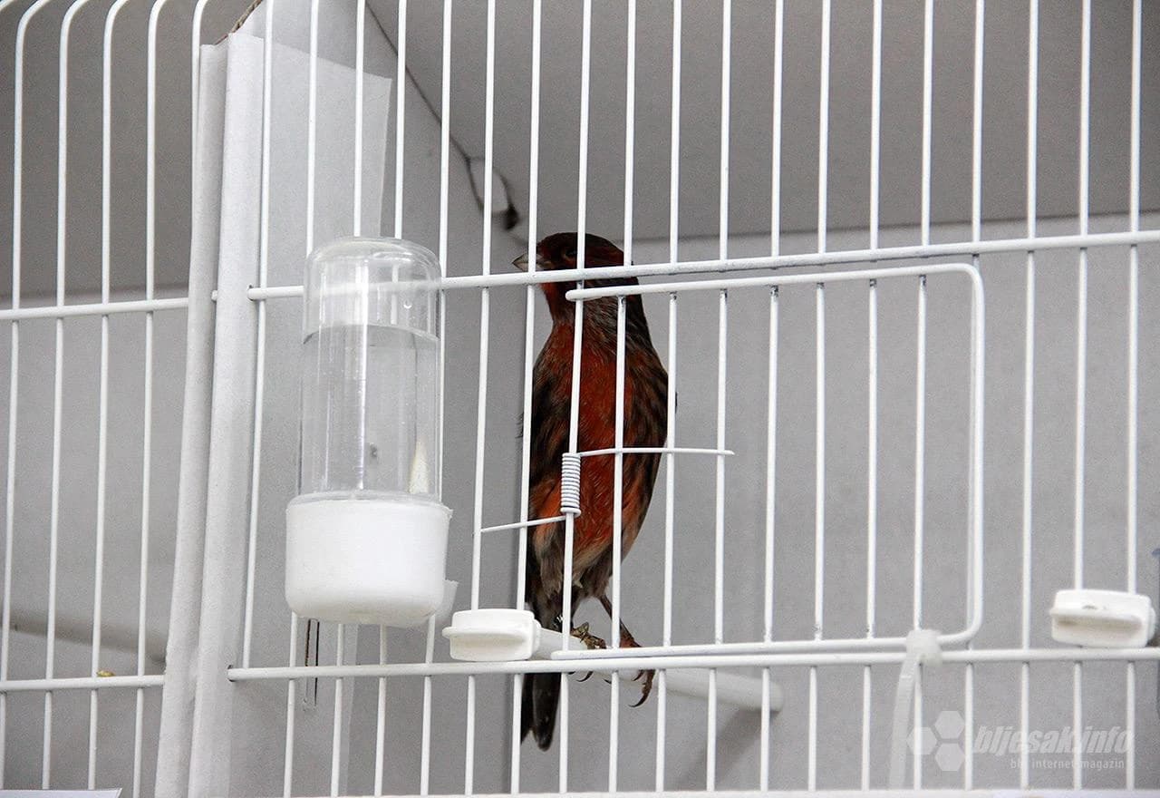 Detalj s 1. ornitološke izložbe ptica u Mostaru