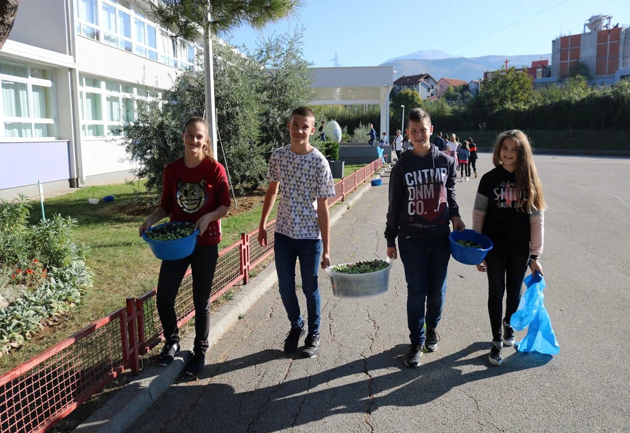 Detalj s berbe maslina