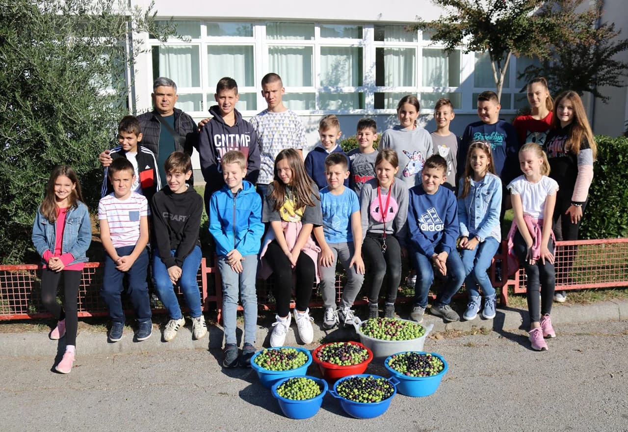 Detalj s berbe maslina