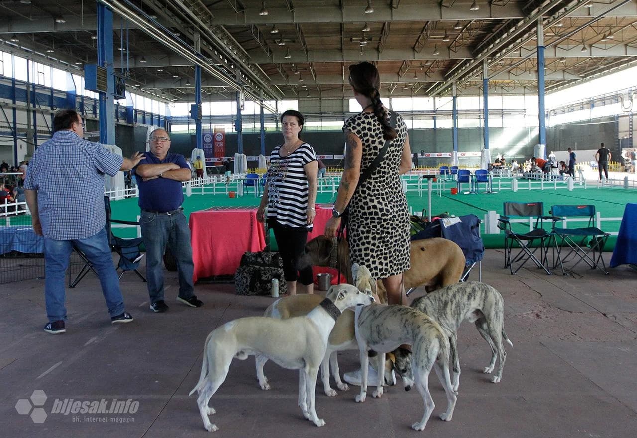 Internacionalne izložba pasa Mostaru