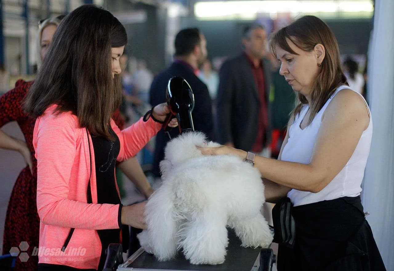 Internacionalne izložba pasa Mostaru