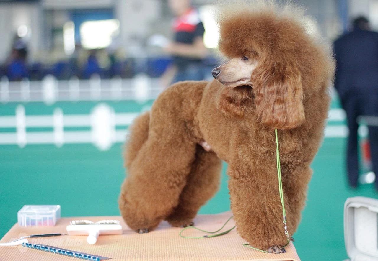 Internacionalne izložba pasa Mostaru