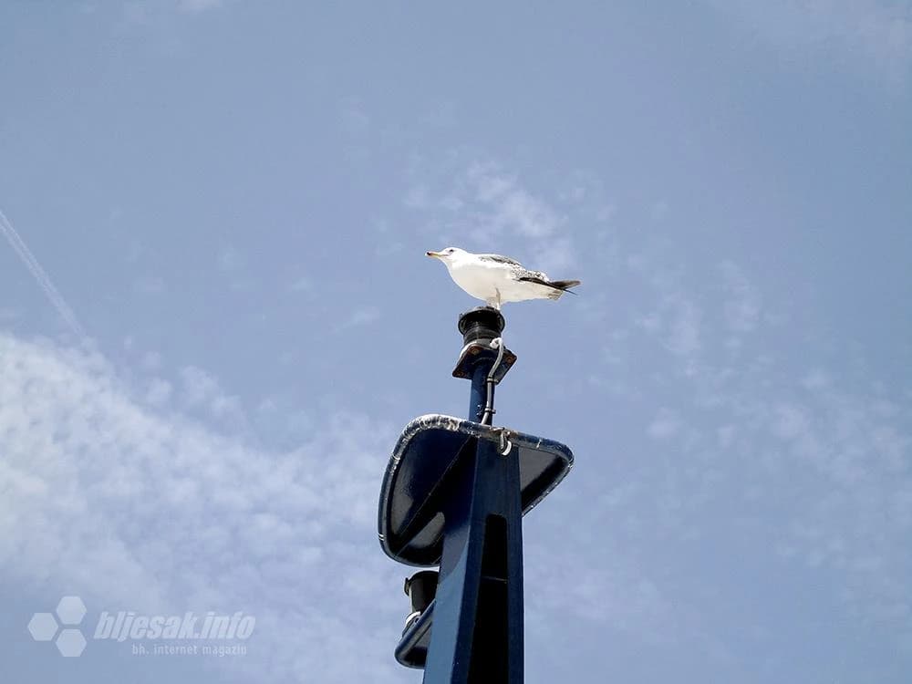 …brod prate galebovi…