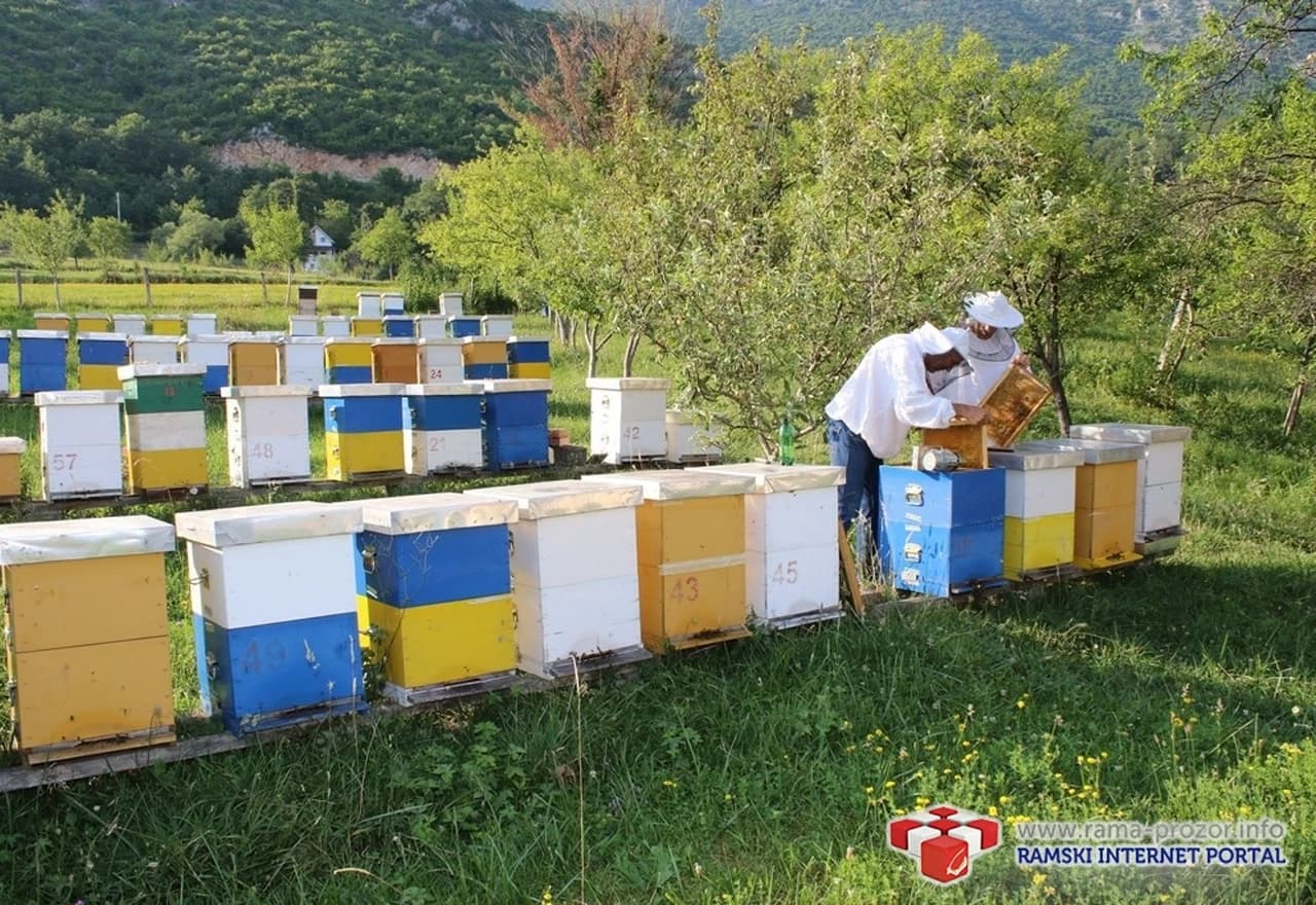 Slatka zarada: Ramski pčelar proda 700 kila meda bez problema