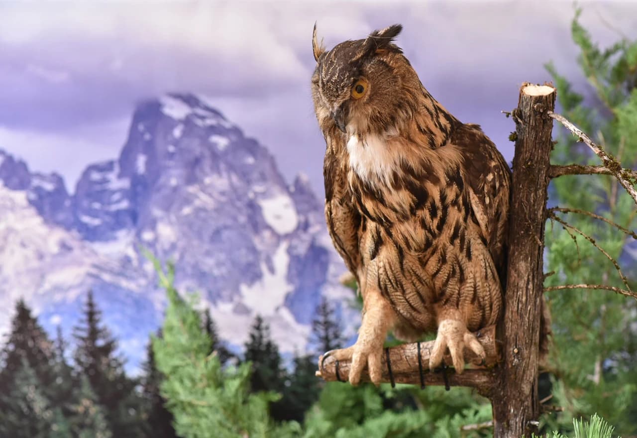 Životinjski svijet Imotske krajine