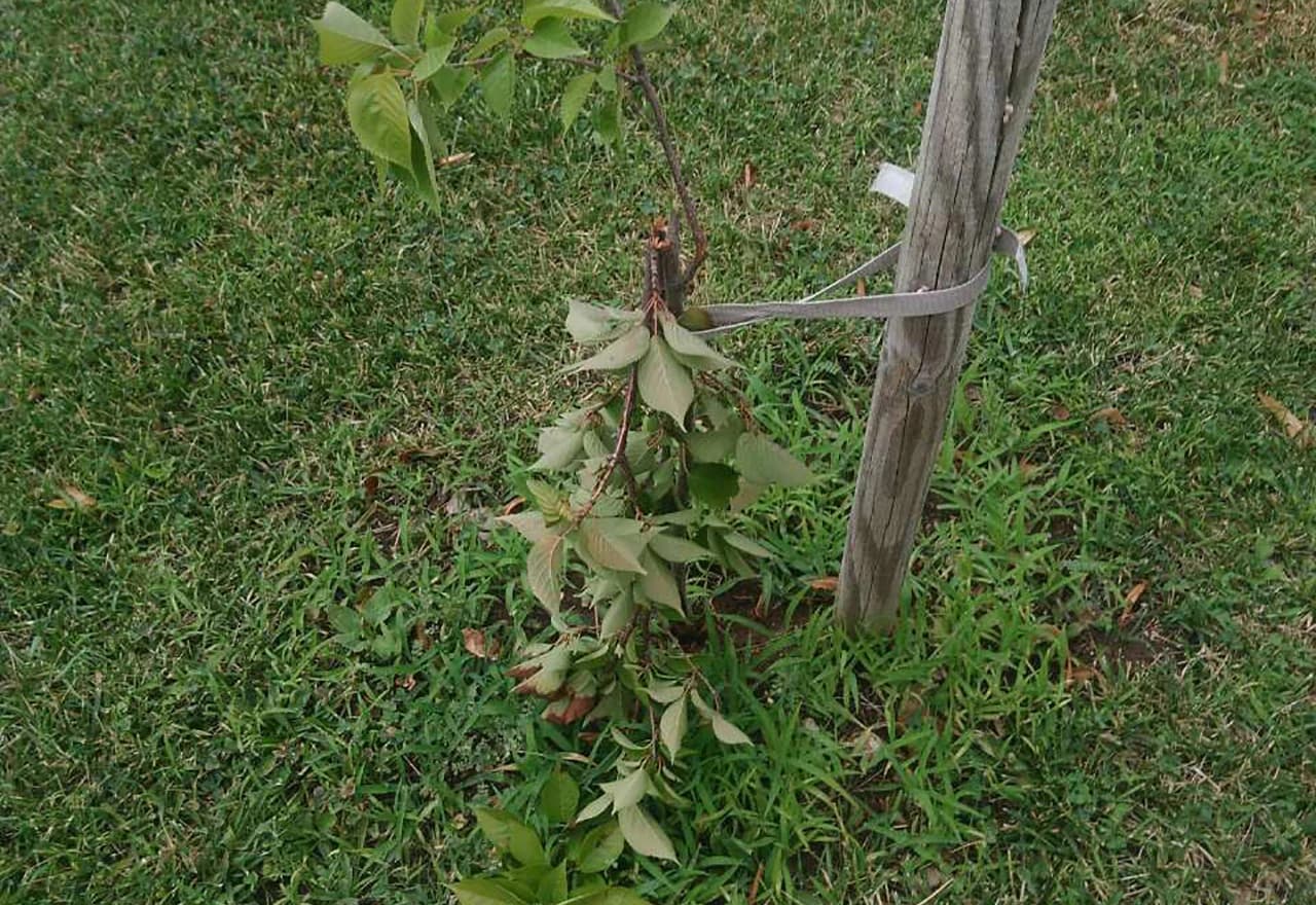 Dobrodošlica u mostarskom parku Zrinjevac