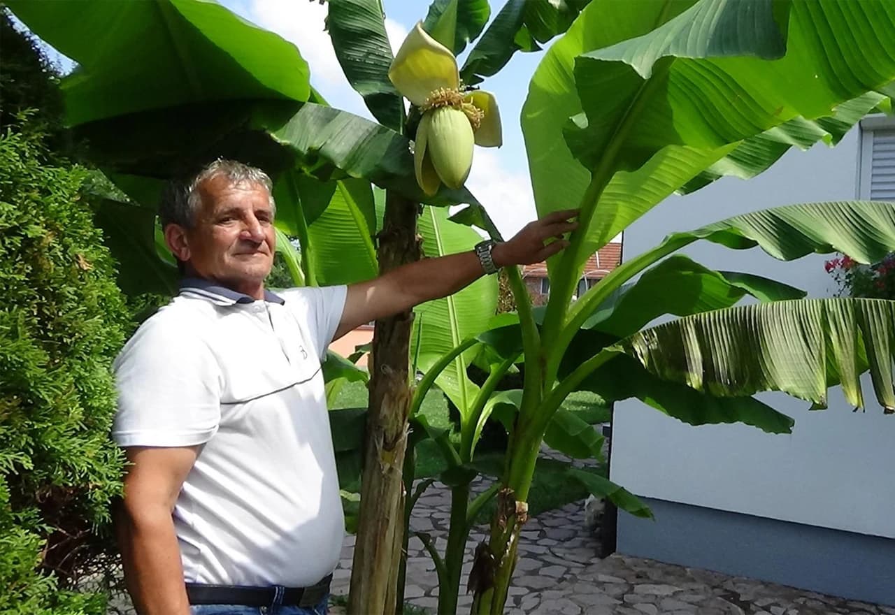 Hikmet Seferović sa stablom banane