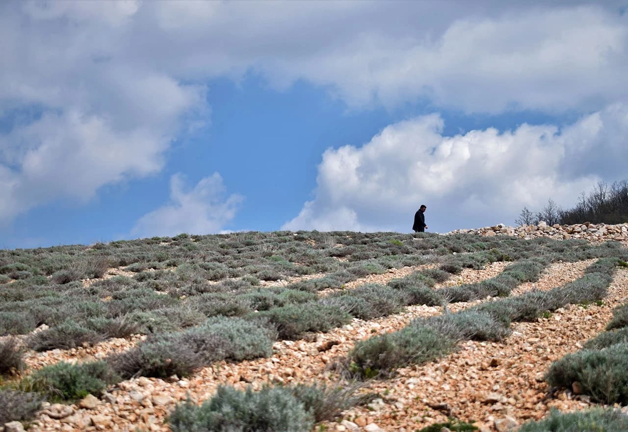 Vrijeme je uzgoja i prodaje sadnica smilja