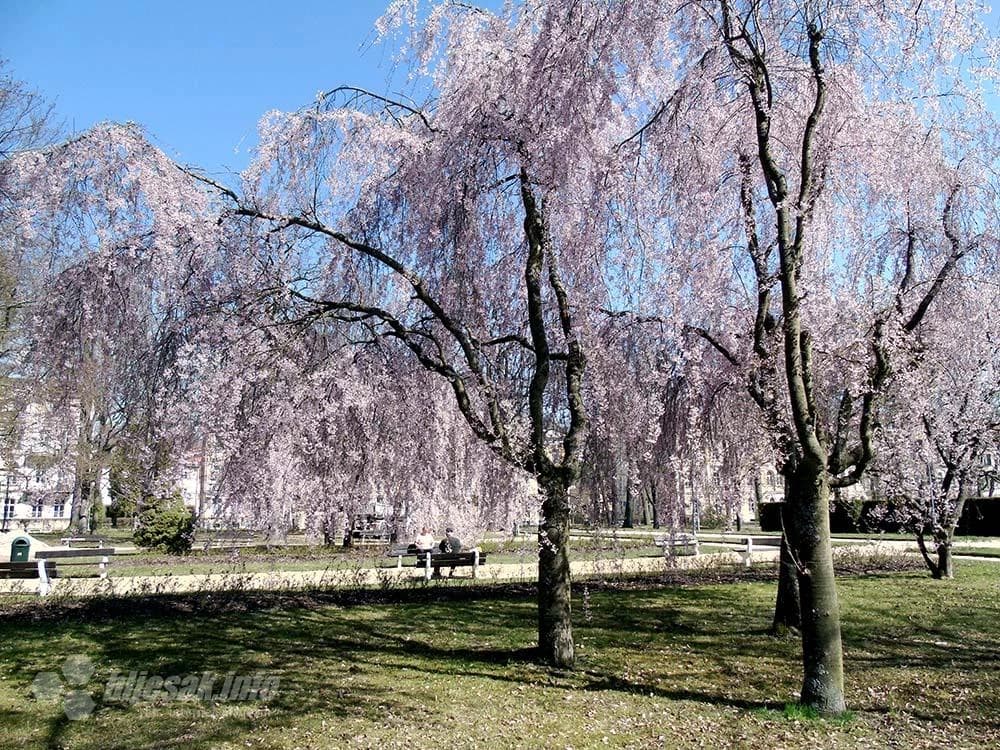 Sve behara i sve cvjeta