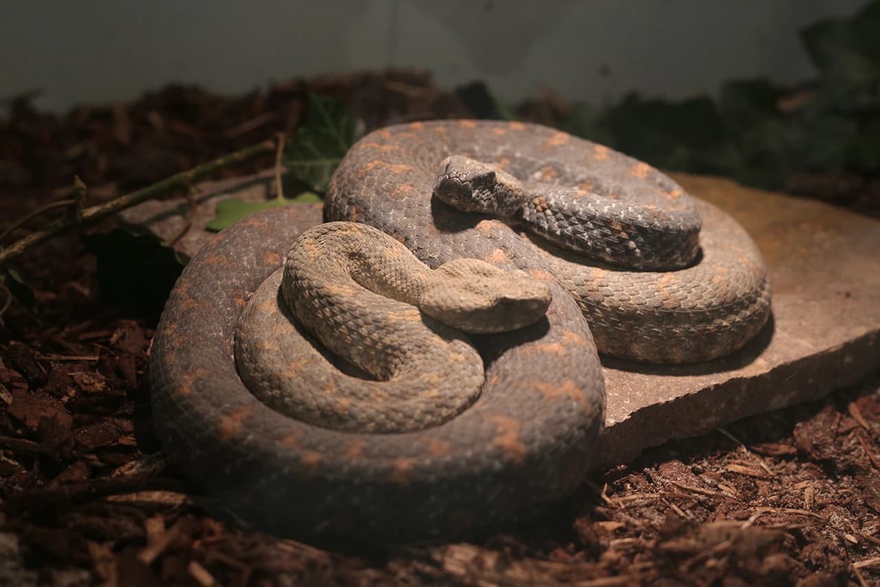 Izložene najotrovnije zmije svijeta