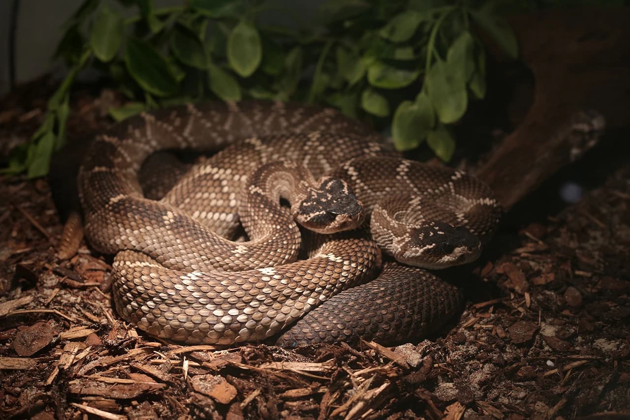 Izložene najotrovnije zmije svijeta