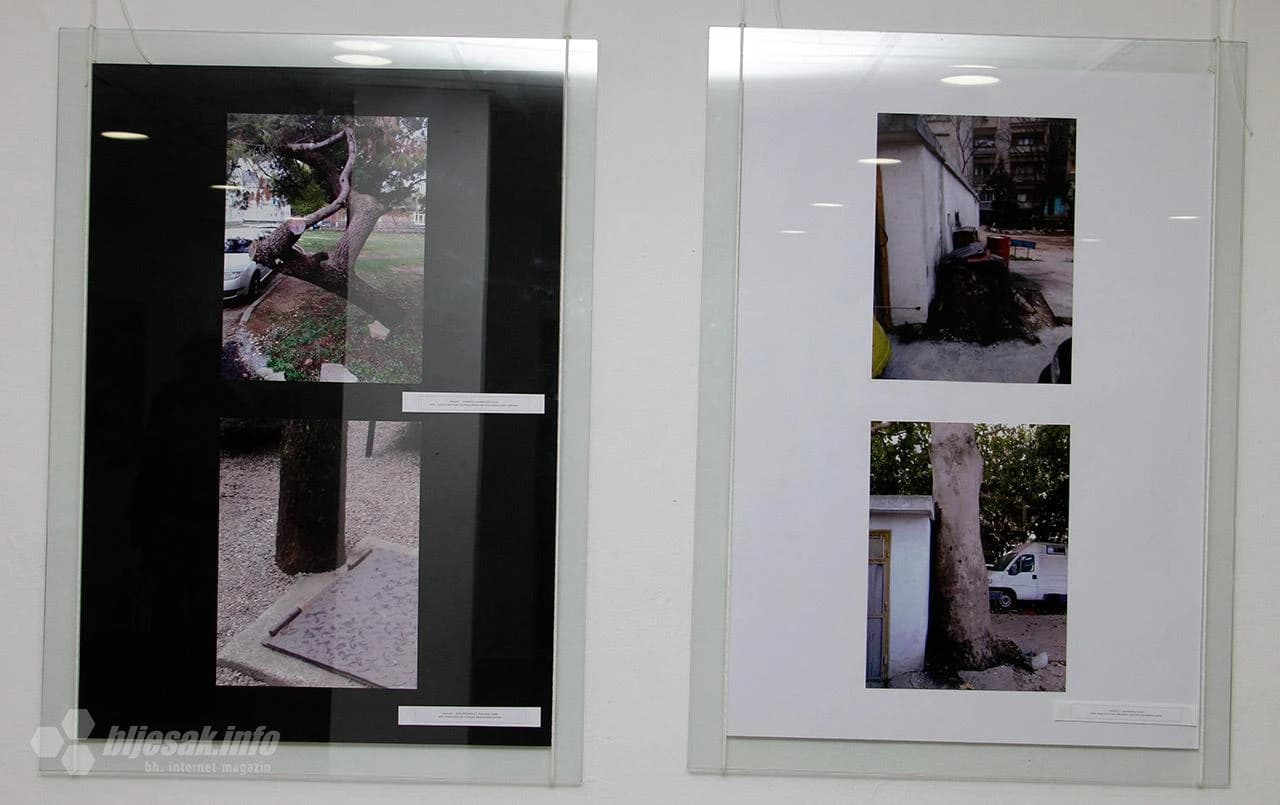 Izložba fotografija 'Dendroodium' autora Bojana Spasojevića