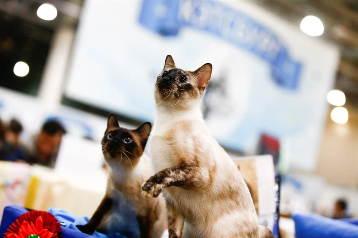 Počeo sajam mačaka u Moskvi