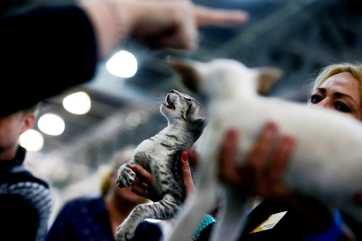 Počeo sajam mačaka u Moskvi