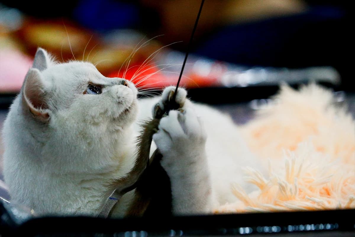 Počeo sajam mačaka u Moskvi