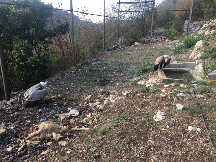 Ubrzo nakon uginuća otrovanog psa, i supovi su se počeli čudno ponašati