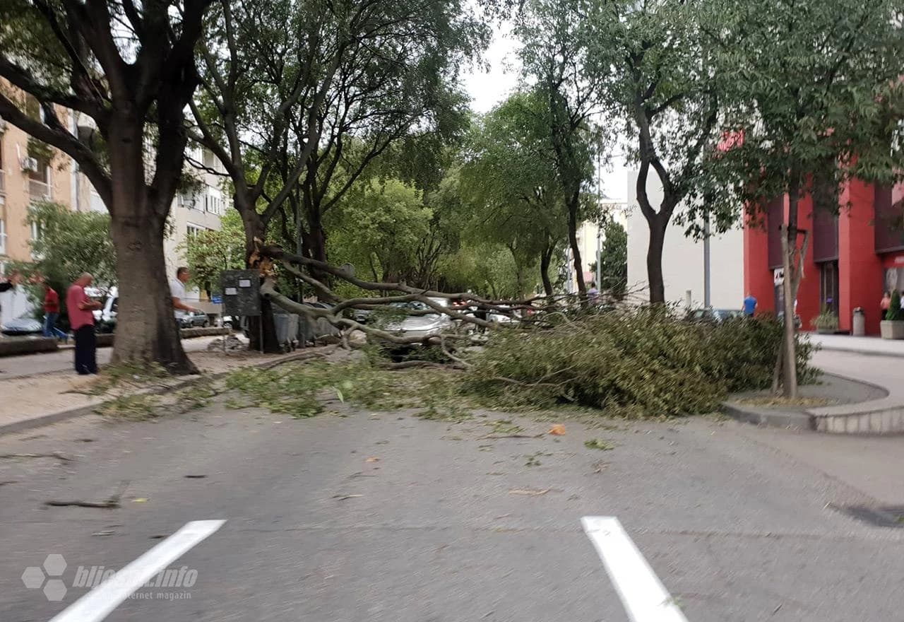Polomljene grane u Ulici kneza Višeslava