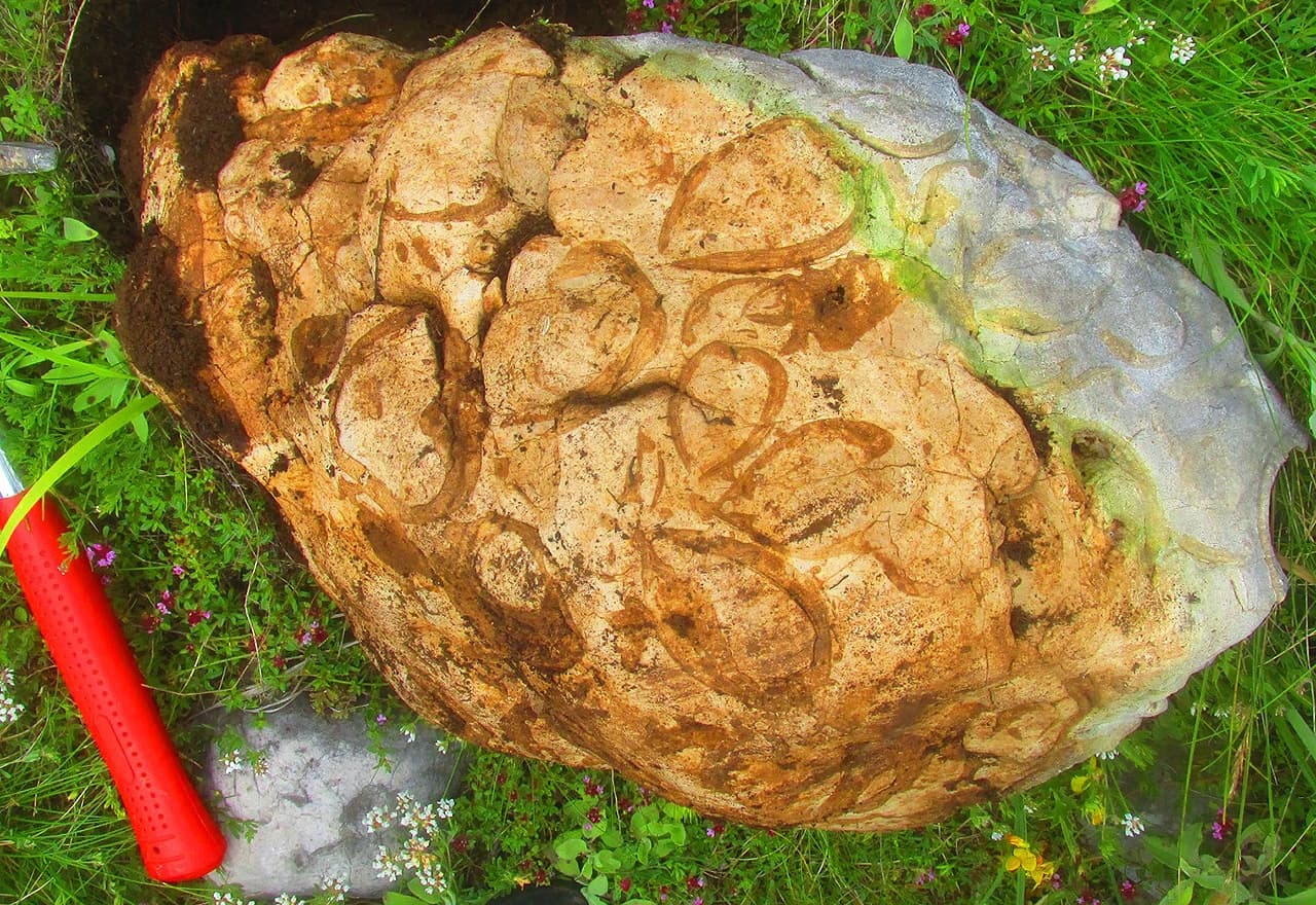 Fosili školjki na Blidinju