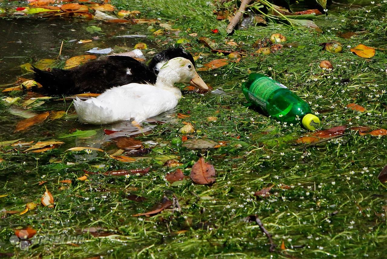 Patke u Radobolji opkolila plastika 