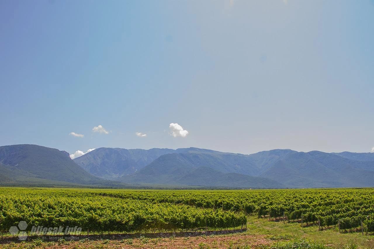Posjeta najsjevernijom plantaži u Hercegovini