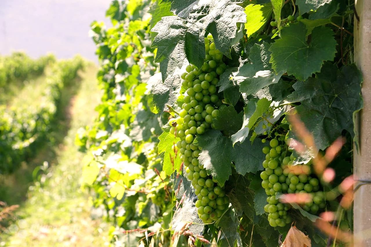 Posjeta najsjevernijom plantaži u Hercegovini