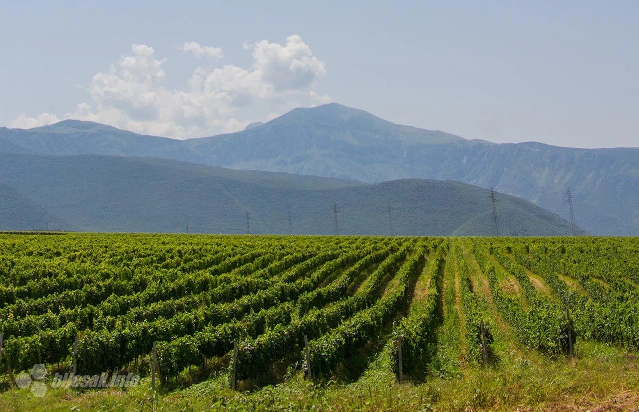 Posjeta najsjevernijom plantaži u Hercegovini