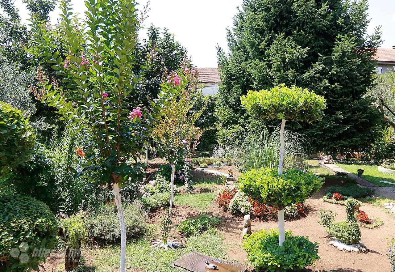 Zimzeleno bilje i voćke