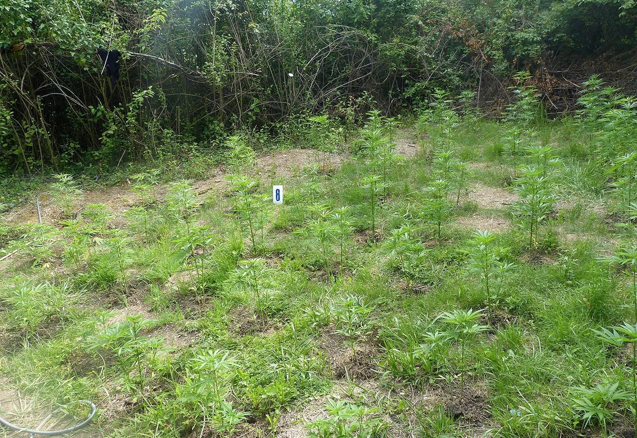 Rekordna zapljena indijske konoplje u Viru