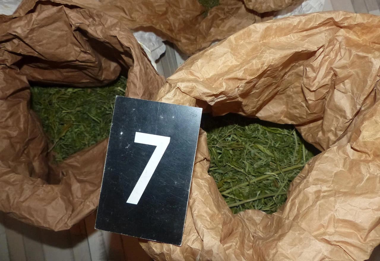 Rekordna zapljena indijske konoplje u Viru