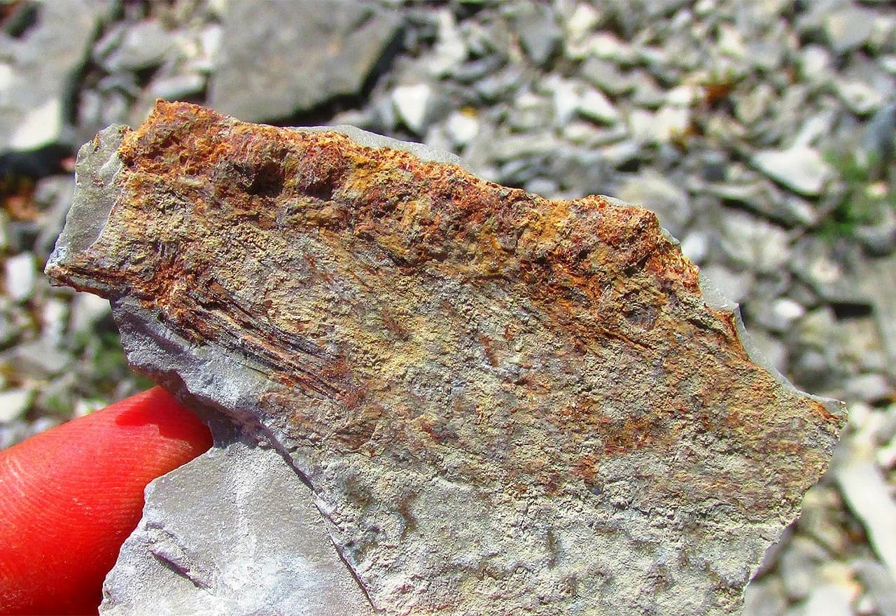 Pronađeni jedan manji fragmenat fosilne ribe, vidljiv dio kralješnice i gustih rebara