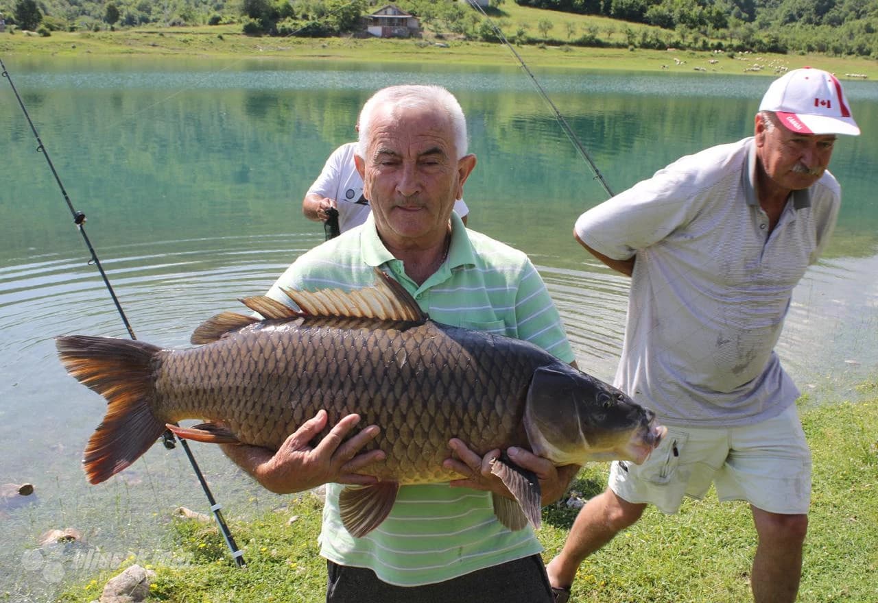 U Ramskom jezeru uhvaćen šaran kapitalac od 28,4 kg