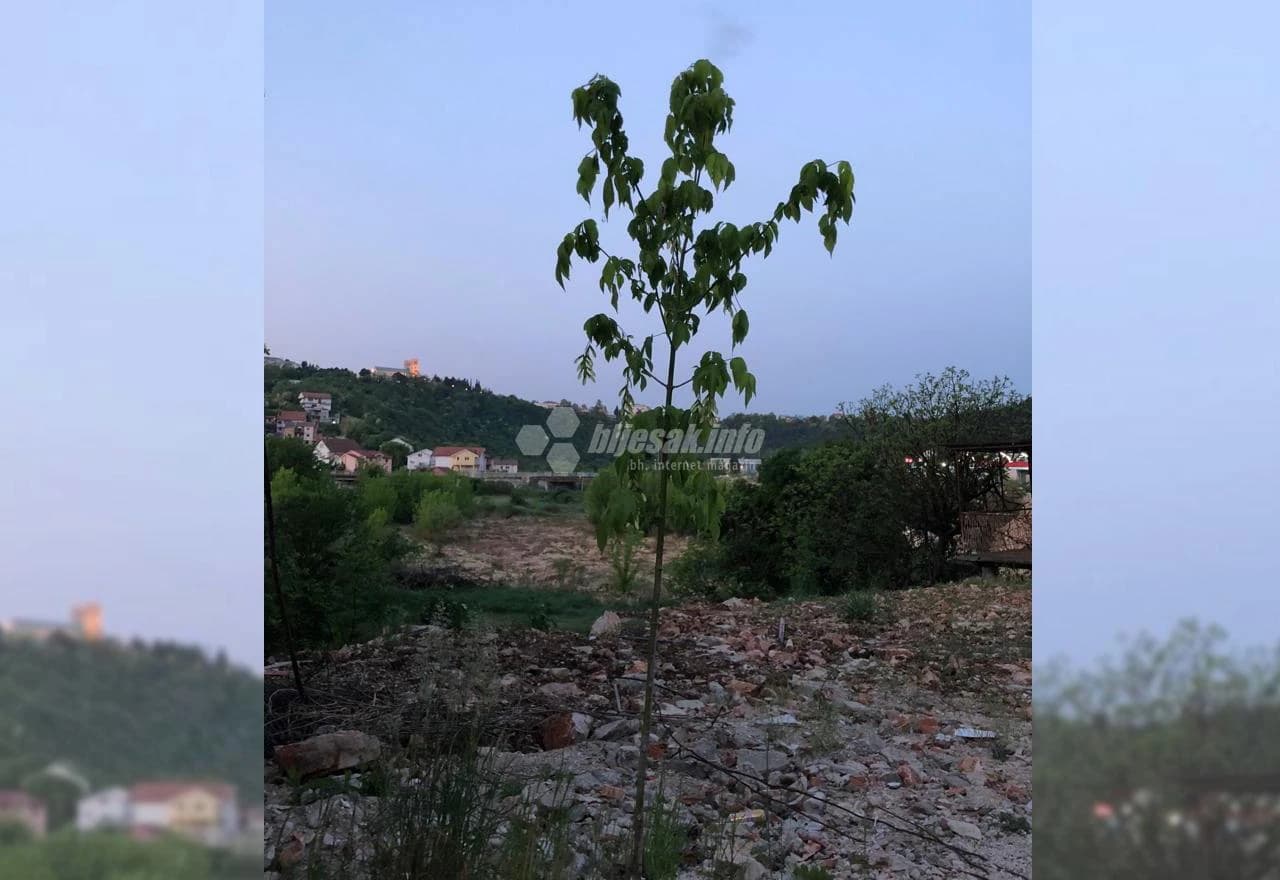 Stabljike na mjestu nedovršenog nogostupa u Ulici Antuna Mihanovića