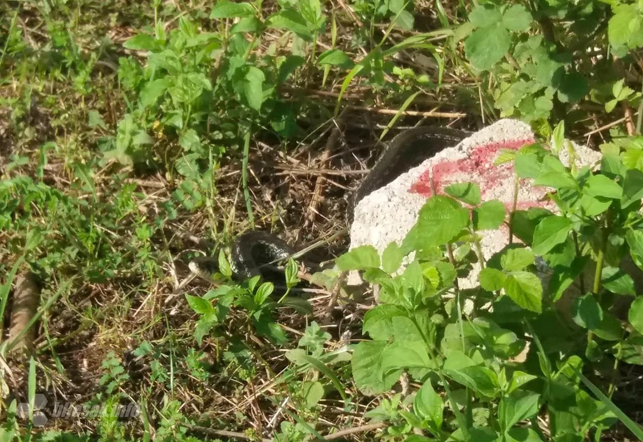 Radnici često nailaze na zmije 