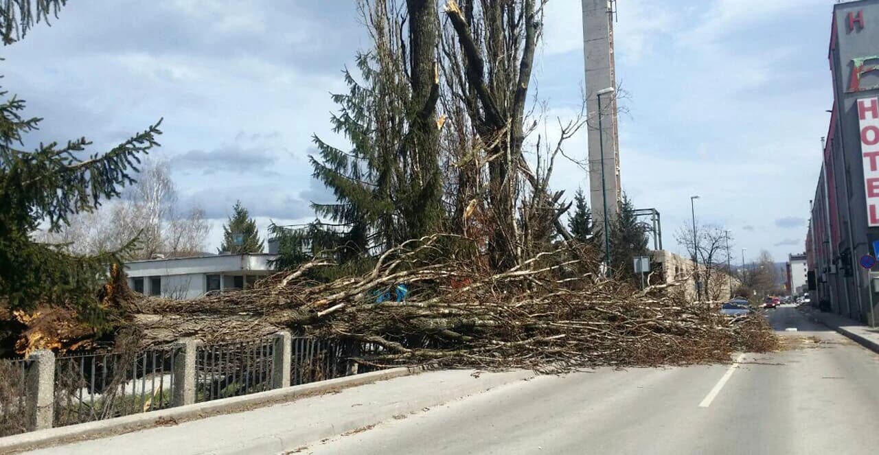 Klix - Oboreno stablo u Sarajevu
