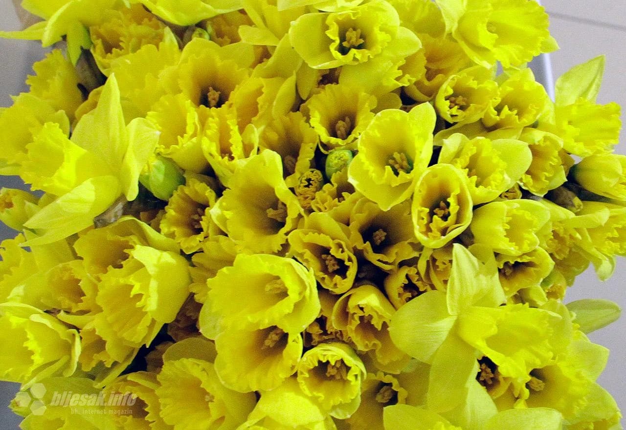 Dan narcisa u Mostaru: Budimo odgovorni prema svom zdravlju