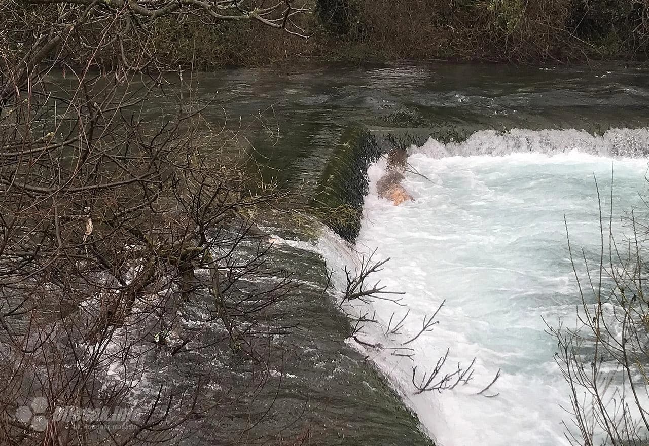 Stabla u rijeci Lištici