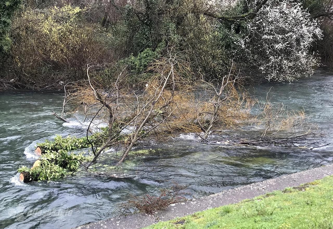 Stabla u rijeci Lištici