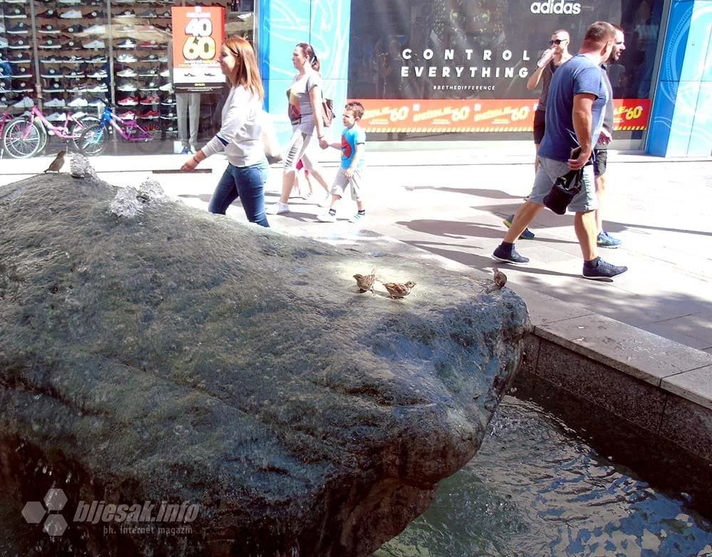 Ptice izvode predstavu...