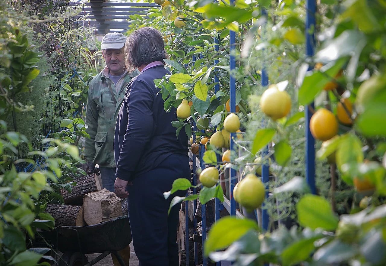 Mile ima mnogo posla