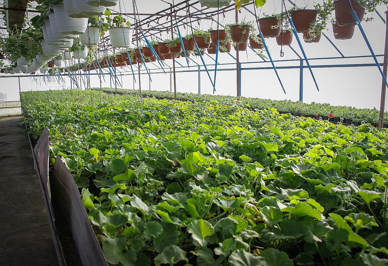 Ima oko 300.000 - 400.000 saksija