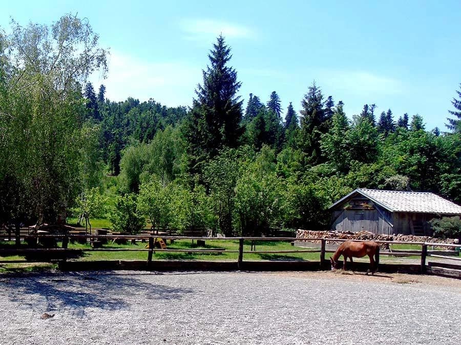 Konjski jezik nisam učio