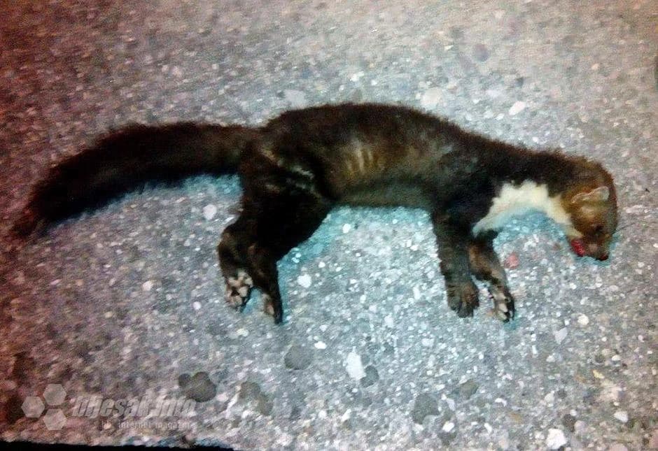 Džudžan u Ilićima