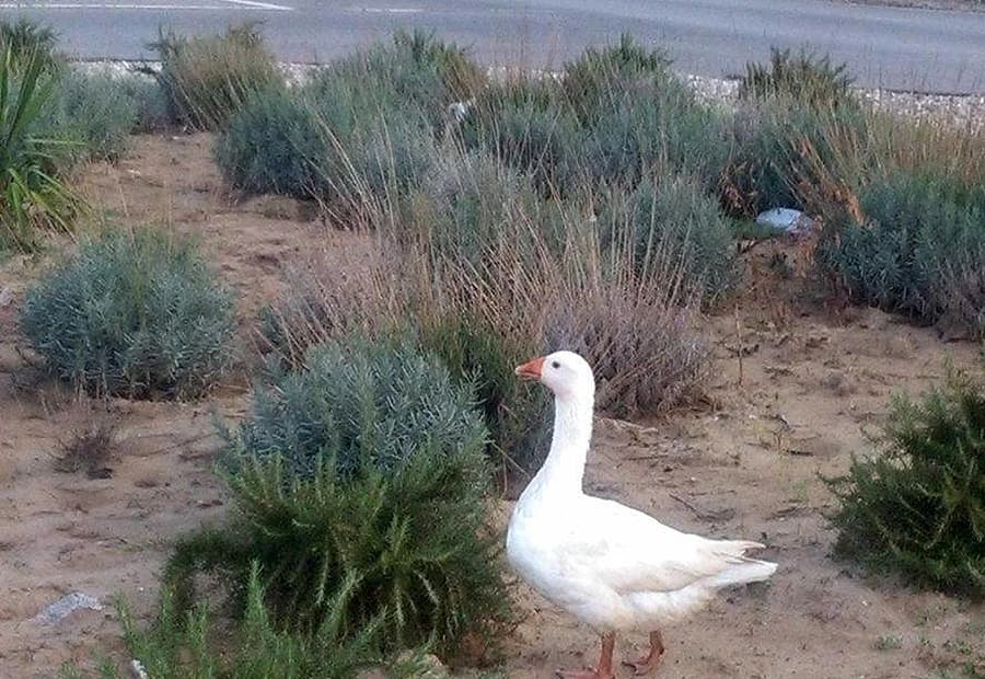Izgubljeni gusan traži vlasnika