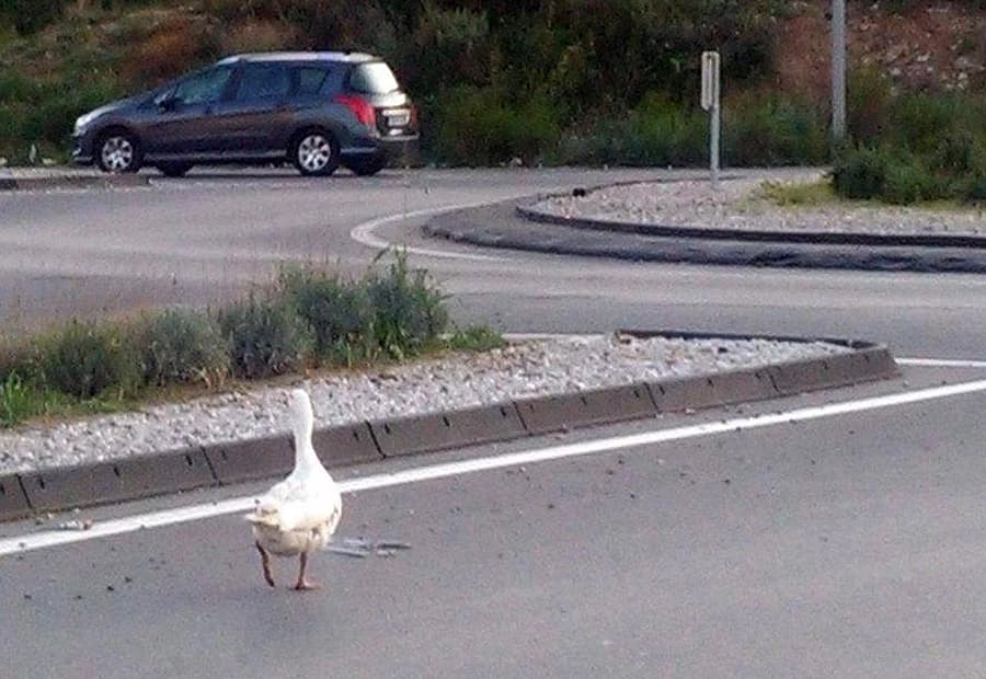 Izgubljeni gusan traži vlasnika